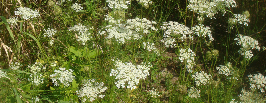 LACE FIELD